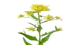 Bio-Camelinaöl - 0.25 l