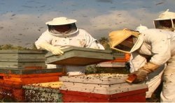 Miel de fleurs d'oranger de haute qualité - 500 g