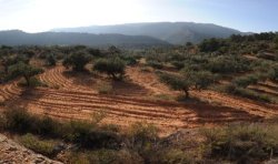 Organic olive oil - Arrels de Cavaloca - 0,75 l (3 x 25 cl).