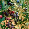 Olive oil Escornalbou 0,25 l. - DOP Siurana