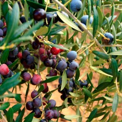 Huile d'olive Escornalbou 2 l. - DOP Siurana