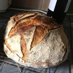 Ancient wheat "Rouge de Bordeaux" - Organic Flour - 1 kg