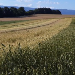 Einkorn - Bio Mehl (600) - 1 kg