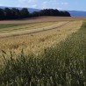 Einkorn - Bio Mehl (600) - 1 kg