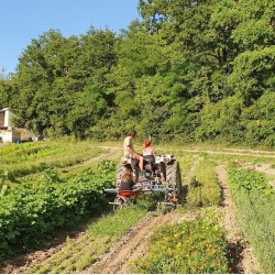 Herbs of Provence Bio - 15 gr