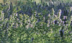 Thym Bio – 20 g