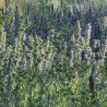 Thym Bio – 20 g