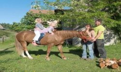 Organic Flaxseed - 350 g