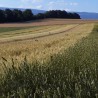 Ancient wheat "Charmilles" - Organic Flour - 1 kg