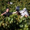 "Beaumont" 2016/ 2018 - Gamay aus biologischem Anbau - 75 cl