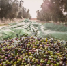 Huile d'olive Coselva - DOP Siurana - 5 l