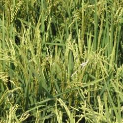 Essenza (Basmati) Parfümreis aus ökologischem Landbau - 500 g