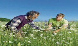Grüne Linsen bio - 400 g