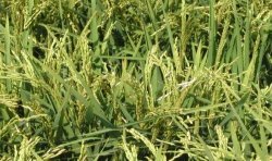 Organic "Nerone" Rice - 500 g