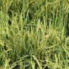 Organic "Nerone" Rice - 500 g