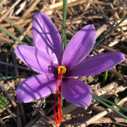 Safran de la Rippe (VD) - 0.3 gr