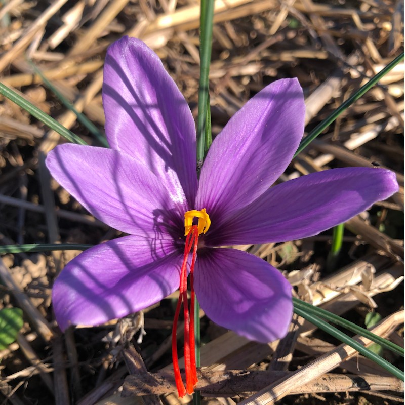 Safran de la Rippe (VD) - 0.3 gr