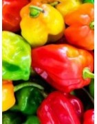 La Papette - Hot sauces/ Hot chocolates