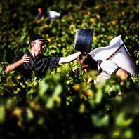 #vinsbio ; #vinsbourgogne ; #vinsnaturels ; #produitsterroir ; #chardonnay ; #gamay ; #pinotnoir ; #Domaine ; #brutalselection