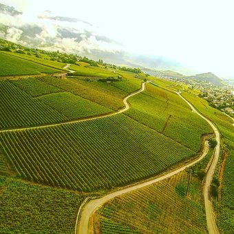 Vignoble de Venthône - Parcelle de la Syrah  #vinsduvalais #cavedelapierre #vins #brutalselection