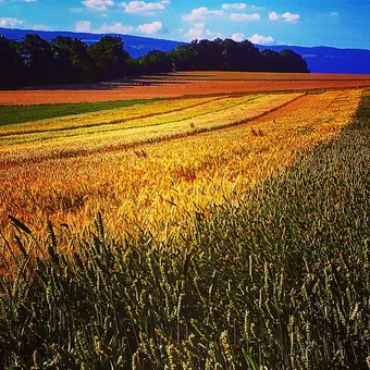 #agriculturebiologique #agroécologie #blesanciens #audelàdubio #semis #semoir #blés #blésbio #farinelocale #farine #agriculturesanspesticides #solsvivants #oldwheat #froment #winteriscoming #circuitcourt #painaulevain #meuledepierre