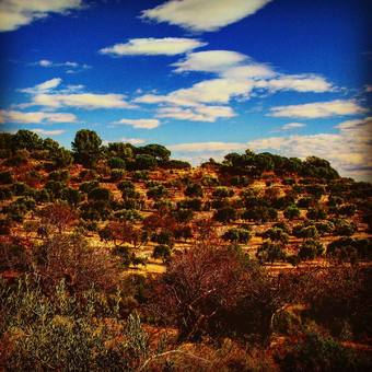 La coopérative agricole d’Esconalbou a été fondée en 1944. Elle compte 450 membres,
dont 200 sont producteurs d’olives arbequine. La nouvelle huilerie a été construite en
2012 et permet de produire une huile de haute qualité répondant aux exigences de la
Dénomination d’Origine Protégée (DOP) Siurana.
Huile d'olive Dénomination d'Origine Protégée (DOP) Siurana
#siurana #arbequina #arbequinaoliveoil #cooperative #récoltemanuelle #certified #catalogne