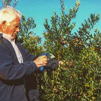 La coopérative agricole d’Esconalbou a été fondée en 1944. Elle compte 450 membres,
dont 200 sont producteurs d’olives arbequine. La nouvelle huilerie a été construite en
2012 et permet de produire une huile de haute qualité répondant aux exigences de la
Dénomination d’Origine Protégée (DOP) Siurana.
Huile d'olive Dénomination d'Origine Protégée (DOP) Siurana
#siurana #arbequina #arbequinaoliveoil #cooperative #récoltemanuelle #certified #catalogne
